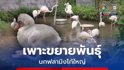 สวนสัตว์ขอนแก่น เพาะขยายพันธุ์นกฟลามิงโก้ใหญ่ ฟักลูกนกฟลามิงโก้ใหญ่ 1 ตัวอย่างสมบูรณ์ 