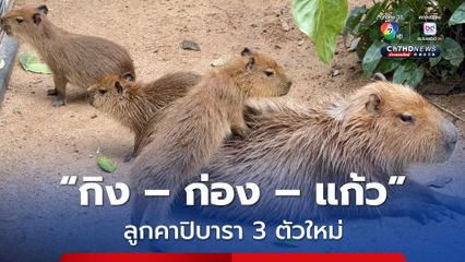 ได้ชื่อแล้ว “กิง – ก่อง – แก้ว” ลูกคาปิบารา 3 ตัวใหม่ สวนสัตว์เปิดเขาเขียว หลังนักท่องเที่ยวร่วมโหวตกว่า 90,000 คน