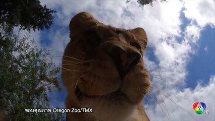 ชมความน่ารัก สิงโตงับกล้องที่สวนสัตว์ออริกอน