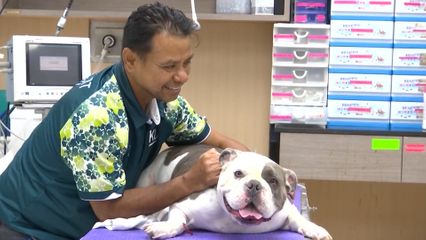 สมเด็จพระเจ้าน้องนางเธอ เจ้าฟ้าจุฬาภรณวลัยลักษณ์ อัครราชกุมารี กรมพระศรีสวางควัฒน วรขัตติยราชนารี ทรงงานทางด้านสัตวแพทย์ ณ โรงพยาบาลสัตว์ มหาวิทยาลัยเกษตรศาสตร์ บางเขน