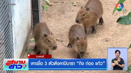 เคาะชื่อ 3 ตัวตึงคาปิบารา กิง ก่อง แก้ว