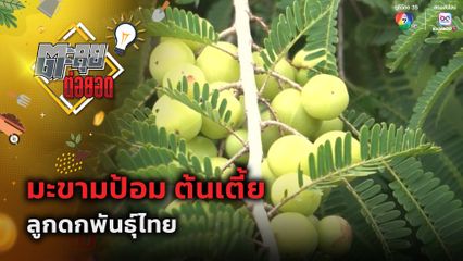 ตะลุยต่อยอด : มะขามป้อม ต้นเตี้ย ลูกดกพันธุ์ไทย