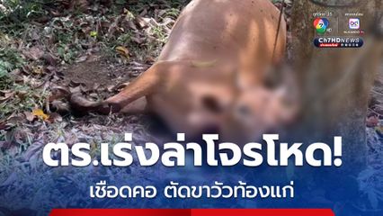 ตร.เร่งล่าโจรโหด! เชือดคอ ตัดขาวัวท้องแก่ ทิ้งซากไว้ในสวน