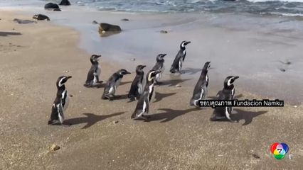 ชิลี ปล่อยเพนกวินมาเจลลัน กลับสู่ธรรมชาติ