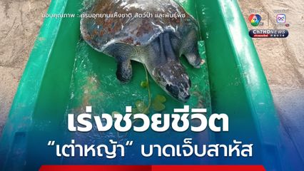 เร่งช่วยชีวิต เต่าหญ้า บาดเจ็บสาหัส พบที่อุทยานแห่งชาติสิรินาถ คาดถูกเศษอวน-ขยะทะเลรัดจนบาดเจ็บ