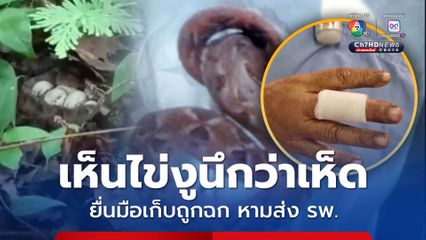 ป้าวัย 62 ปี เข้าป่าเก็บเห็ด เห็นไข่งูนึกว่าเห็ด ยื่นมือไปเก็บถูกงูกะปะฉก รีบหามส่ง รพ. 