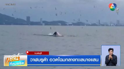 วาฬบรูด้า อวดโฉมกลางทะเลบางแสน