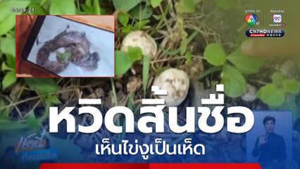 หวิดสิ้นชื่อ ชาวบ้านเห็นไข่งูเป็นเห็ด ถูกงูฉก