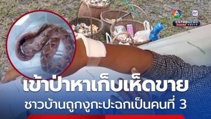 ชาวบ้านถูกงูกะปะฉกรายวันเป็นคนที่ 3 หลังเข้าป่าหาเก็บเห็ดขาย