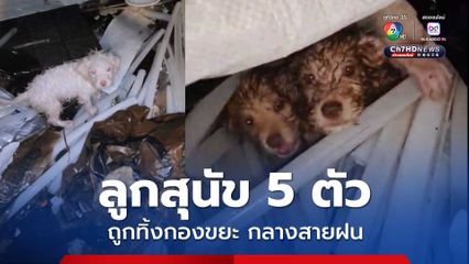 สุดเวทนา! ลูกสุนัข 5 ตัว ถูกทิ้งกองขยะ ท่ามกลางสายฝน