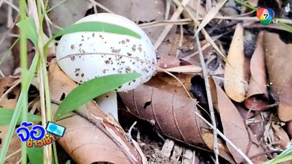 ฝนชุก ชาวบ้านชวนเก็บเห็ด