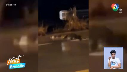 ฝนตก น้ำท่วม จระเข้โผล่ขวางถนน