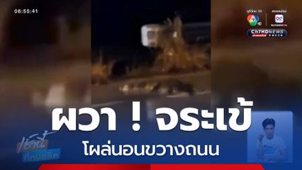 ฝนตก น้ำท่วม จระเข้โผล่ขวางถนน