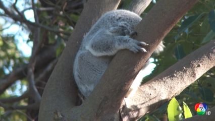 ออสเตรเลียไฟเขียว สร้างอุทยานแห่งชาติ "เกรตโคอาลา"