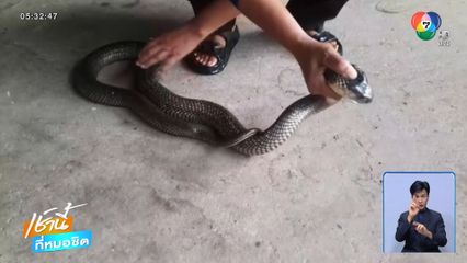 งูเห่ายักษ์บุกฟาร์มนกกระทา