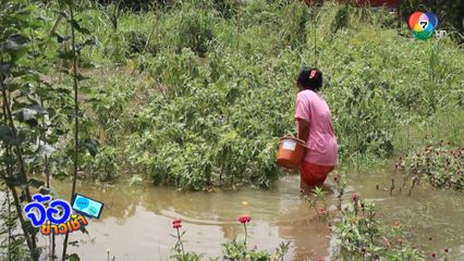 ลุ่มน้ำยมล้นตลิ่ง ชาวบ้านลุยน้ำเก็บผัก