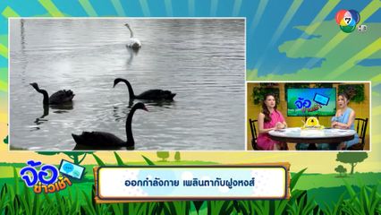 ออกกำลังกาย เพลินตากับฝูงหงส์