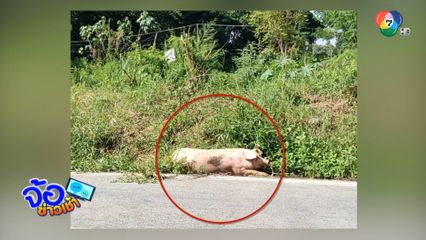 หมูหนีโรงเชือด กระโดดรถขาหัก