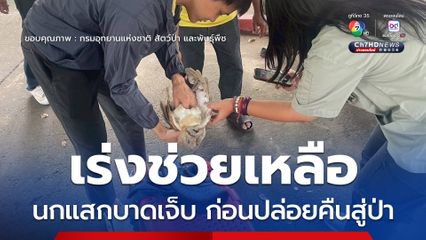 เร่งช่วยเหลือนกแสกบาดเจ็บ พร้อมดูแลก่อนปล่อยคืนสู่ป่า