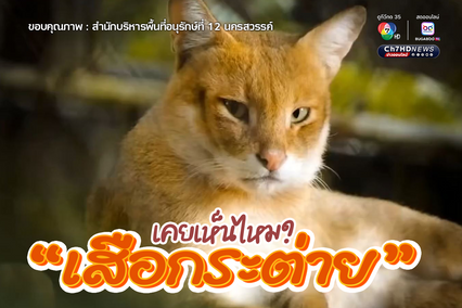 เคยเห็นไหม “เสือกระต่าย” หรือ “แมวป่า”