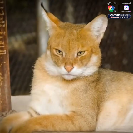 เคยเห็นไหม “เสือกระต่าย” หรือ “แมวป่า”