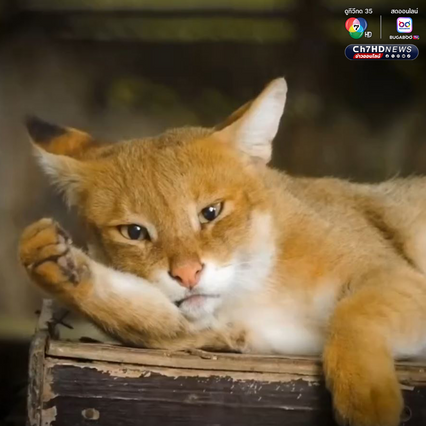 เคยเห็นไหม “เสือกระต่าย” หรือ “แมวป่า”