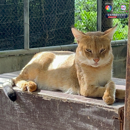 เคยเห็นไหม “เสือกระต่าย” หรือ “แมวป่า”