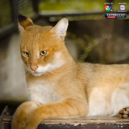 เคยเห็นไหม “เสือกระต่าย” หรือ “แมวป่า”