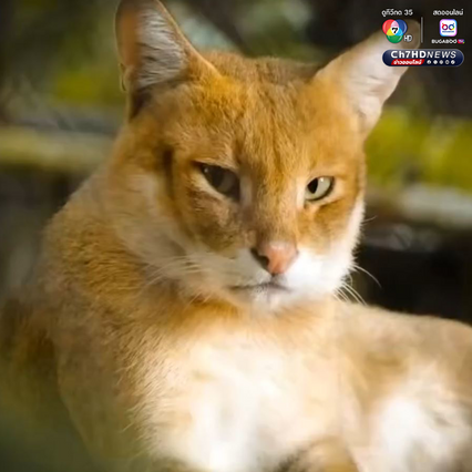 เคยเห็นไหม “เสือกระต่าย” หรือ “แมวป่า”