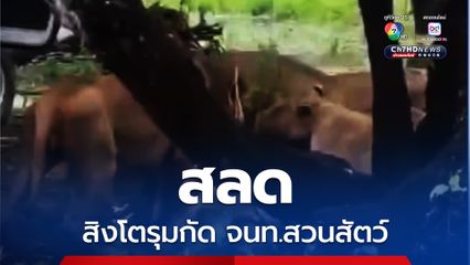 สวนสัตว์ใน กทม. สิงโตรุมกัดเจ้าหน้าที่ขณะให้อาหาร