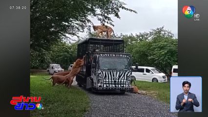 ส่อง จนท.สวนสัตว์ฯ ทำงาน ก่อนถูกสิงโตรุมขย้ำ