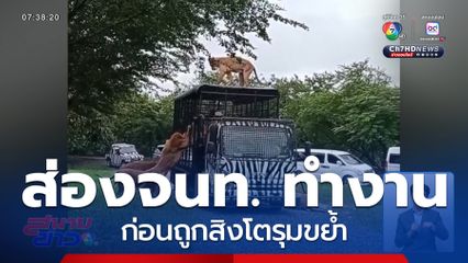 ส่อง จนท.สวนสัตว์ฯ ทำงาน ก่อนถูกสิงโตรุมขย้ำ
