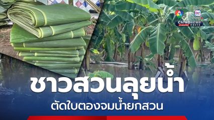 ชาวสวนโผงเผงลอยเรือลุยน้ำตัดใบตองจมน้ำยกสวนเสียหายกว่าแสนบาท ขณะที่ระดับน้ำยังคงเพิ่มสูงต่อเนื่อง