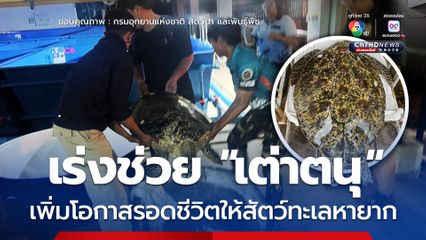เร่งช่วย “เต่าตนุ” เพิ่มโอกาสรอดชีวิตให้สัตว์ทะเลหายาก