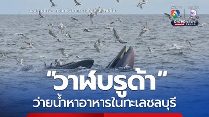 “วาฬบรูด้า” ว่ายน้ำหาอาหารในทะเลชลบุรี