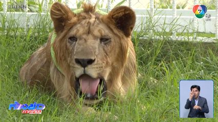 ตั้งข้อสังเกต พฤติกรรมนักล่าของสิงโต