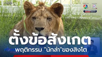 ตั้งข้อสังเกต พฤติกรรมนักล่าของสิงโต