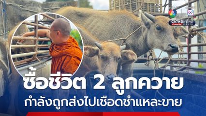 พระครูอ๊อด เมตตาช่วยซื้อชีวิต 2 ลูกควาย จากรถขนส่งเตรียมถูกนำไปเชือด