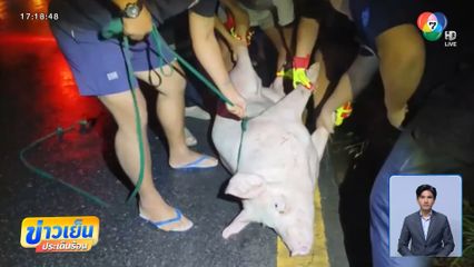 หมูพลัดตกรถส่งโรงเชือด บาดเจ็บ