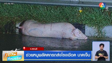 ช่วยหมูพลัดตกรถส่งโรงเชือด บาดเจ็บ