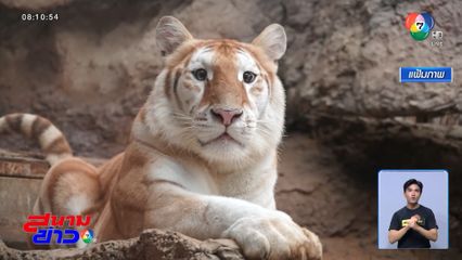 ยีนด้อย เอวา-ลูน่า ไม่มีผลต่อพฤติกรรมดุร้าย