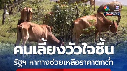 คนเลี้ยงวัวใจชื้น รัฐฯ หาทางช่วยเหลือราคาตกต่ำ