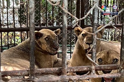 กรมอุทยานฯ สั่งปิดโซนสัตว์ดุร้าย Safari World ชั่วคราว และปรับปรุงให้ได้ตามมาตรฐานความปลอดภัยและสวัสดิภาพสัตว์