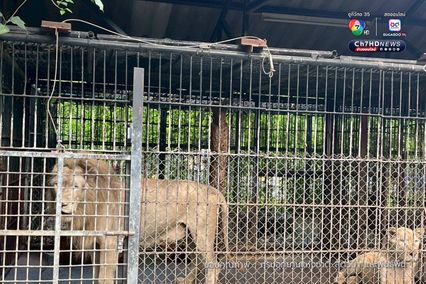 กรมอุทยานฯ สั่งปิดโซนสัตว์ดุร้าย Safari World ชั่วคราว และปรับปรุงให้ได้ตามมาตรฐานความปลอดภัยและสวัสดิภาพสัตว์