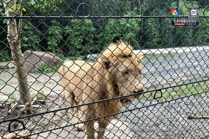 กรมอุทยานฯ สั่งปิดโซนสัตว์ดุร้าย Safari World ชั่วคราว และปรับปรุงให้ได้ตามมาตรฐานความปลอดภัยและสวัสดิภาพสัตว์