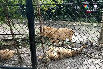 กรมอุทยานฯ สั่งปิดโซนสัตว์ดุร้าย Safari World ชั่วคราว และปรับปรุงให้ได้ตามมาตรฐานความปลอดภัยและสวัสดิภาพสัตว์