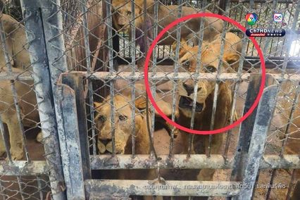 กรมอุทยานฯ สั่งปิดโซนสัตว์ดุร้าย Safari World ชั่วคราว และปรับปรุงให้ได้ตามมาตรฐานความปลอดภัยและสวัสดิภาพสัตว์