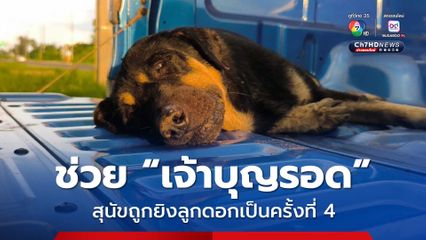 ช่วย “เจ้าบุญรอด” สุนัขถูกยิงลูกดอกเป็นครั้งที่ 4