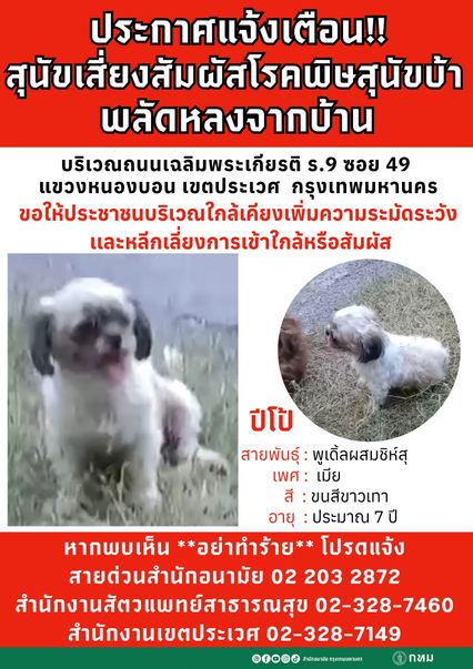 ระวัง ปีโป้ สุนัขพลัดหลง อยู่ระหว่างการเฝ้าระวังโรคพิษสุนัขบ้า