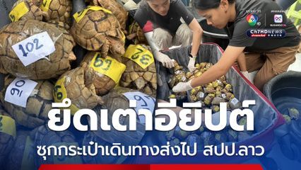 ยึดเต่าอียิปต์ 187 ตัว ซุกกระเป๋าเดินทางออกจากสุวรรณบุรี ส่งไป สปป.ลาว